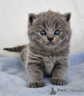 Photo №2 de l'annonce № 122122 de la vente british shorthair - acheter à USA annonce privée