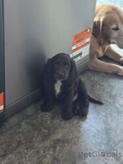Photo №4. Je vais vendre cocker américain en ville de Bella. éleveur - prix - négocié