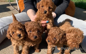 Photo №1. caniche (jouet) - à vendre en ville de Веймар | négocié | Annonce №109173