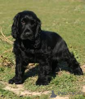 Photo №3. Anglais Cocker Spaniel Welpen zu verkaufen. Luxembourg