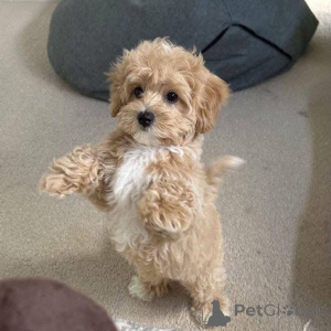 Photo №3. Bella, la reine de cœur et la maîtresse des câlins. Suisse