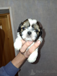 Photo №2 de l'annonce № 166011 de la vente lhassa apso, bichon maltais, maltipu, pékinois, spitz nain, caniche royale, caniche (jouet), shih tzu - acheter à Estonie annonce privée, de la fourrière, éleveur