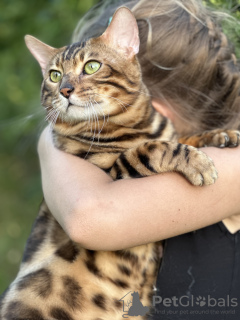 Photos supplémentaires: Magnifique chat Bengal - GrandInterChampion de la race