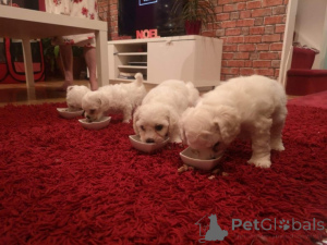 Photo №1. bichon à poil frisé - à vendre en ville de Jáchymov | 650€ | Annonce №172826