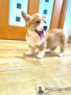 Photo №3. Chiots Welsh Corgi Pembroke.. Danemark