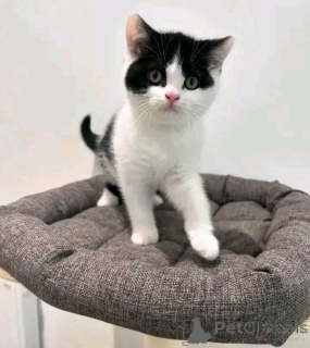 Photo №2 de l'annonce № 137222 de la vente munchkin - acheter à Allemagne éleveur