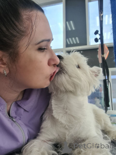 Photo №1. west highland white terrier - à vendre en ville de Édimbourg | 744€ | Annonce №146679