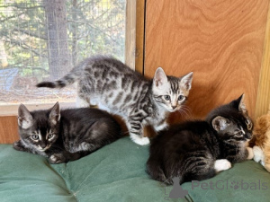 Photo №1. bengal - à vendre en ville de Vendorf | 900€ | Annonce № 172430