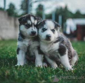 Photo №1. husky de sibérie - à vendre en ville de Ekenäs | Gratuit | Annonce №128348