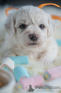 Photo №4. Je vais vendre bichon à poil frisé en ville de Loznica. éleveur - prix - négocié