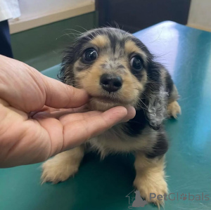 Photo №4. Je vais vendre teckel en ville de Helsinki.  - prix - 550€