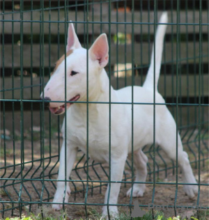 Photos supplémentaires: Chiots bull terrier miniatures