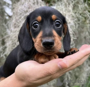 Photo №3. Chiots teckel vérifiés par le vétérinaire disponibles maintenant à la vente avec. Allemagne