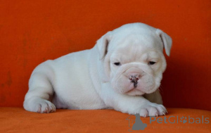 Photo №1. bulldog anglais - à vendre en ville de Ansubrg | négocié | Annonce №166110