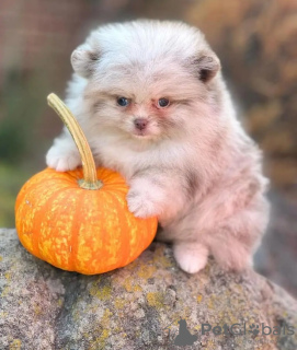 Photo №2 de l'annonce № 132034 de la vente spitz nain - acheter à Estonie 