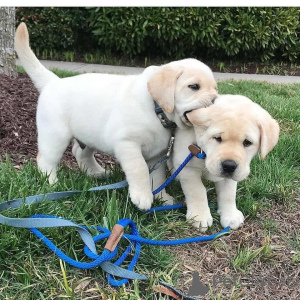 Photo №3. ROWDY Mâle 8 semaines Chiot ID 692373 DOB 25 septembre 2021 Disponible Je suis. USA