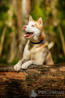 Photo №3. Le beau husky Hart est entre de bonnes mains. Fédération de Russie