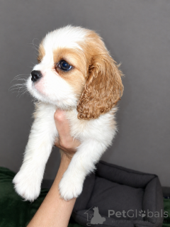 Photo №1. cocker américain, cocker spaniel anglais, springer anglais, welsh springer spaniel, épagneul d'eau irlandais, chien d'eau espagnol, mâtin espagnol, cavalier king charles spaniel, cavalier king charles spaniel, clumber spaniel, épagneul russe, épagneul tibétain - à vendre en ville de Vilnius | 1000€ | Annonce №177702