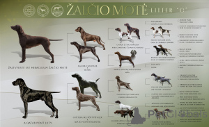 Photo №2 de l'annonce № 146050 de la vente braque allemand à poil court - acheter à Lituanie éleveur