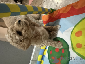 Photo №4. Je vais vendre bichon à poil frisé en ville de Wrocław. éleveur - prix - 1550€