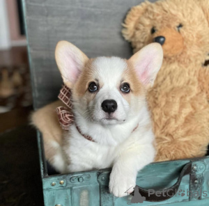 Photo №1. welsh corgi - à vendre en ville de Berlin | négocié | Annonce №155804