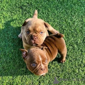 Photo №1. american bully, american pit bull terrier - à vendre en ville de Berlin | 800€ | Annonce №137154