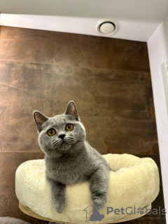 Photo №2 de l'annonce № 65906 de la vente british shorthair - acheter à Pologne éleveur