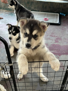 Photo №4. Je vais vendre husky de sibérie en ville de Adelaide. annonce privée - prix - 691€