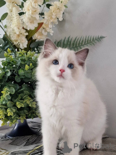 Photo №1. ragdoll - à vendre en ville de Munich | négocié | Annonce № 164799