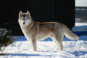 Photos supplémentaires: Saint-Pétersbourg. Des chiots Husky de Sibérie sont proposés à la vente