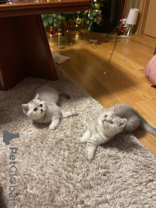 Photo №2 de l'annonce № 84602 de la vente british shorthair - acheter à Allemagne éleveur