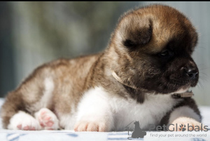 Photo №4. Je vais vendre  en ville de Arkansas City. éleveur - prix - 663€