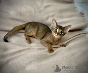 Photo №3. chatons abyssins. Biélorussie