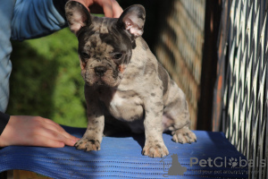 Photos supplémentaires: Chiots bouledogues français exotiques