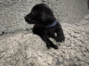 Photo №4. Je vais vendre labrador retriever en ville de Manchester. éleveur - prix - négocié