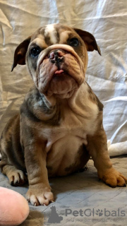 Photo №4. Je vais vendre bulldog anglais en ville de Bonn. annonce privée, éleveur - prix - 400€