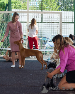 Photos supplémentaires: Pharaon Hound Chiot Fille