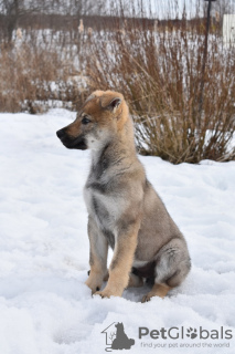 Photo №2 de l'annonce № 9721 de la vente chien-loup tchécoslovaque - acheter à Fédération de Russie annonce privée