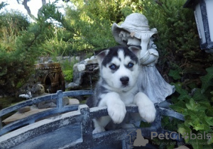 Photo №3. Chiots Husky Sibérien Aux Yeux Bleus. USA