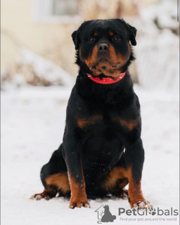 Photos supplémentaires: Chiots Rottweiler