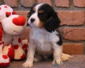 Photo №1. cavalier king charles spaniel - à vendre en ville de Degerfors | négocié | Annonce №55331