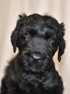 Photo №3. Chiots à vendre Russian Black Terrier.. Fédération de Russie