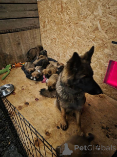 Photo №1. alano espagnol - à vendre en ville de Belfast | 380€ | Annonce №166432