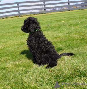 Photo №4. Je vais vendre caniche (jouet) en ville de Frisco.  - prix - 615€