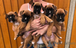 Photo №1. boxer - à vendre en ville de Gotland | 600€ | Annonce №168258