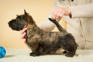 Photos supplémentaires: Deux merveilleux garçons terrier écossais