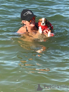 Photo №1. Chiots épagneul Cavalier King Charles à vendre en ville de Altoona. Prix - 436€. Annonce № 164769