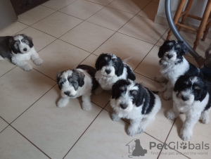 Photos supplémentaires: Chiot Berger Polonais de Plaine Chiot - Berger Polonais de Plaine FCI