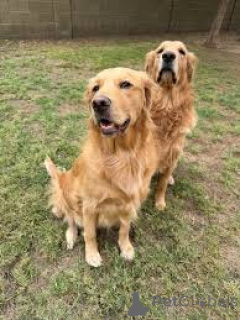 Photo №1. golden retriever - à vendre en ville de Amsterdam | 1000€ | Annonce №162432