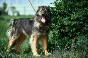 Photo №1. chien bâtard - à vendre en ville de Москва | Gratuit | Annonce №111121